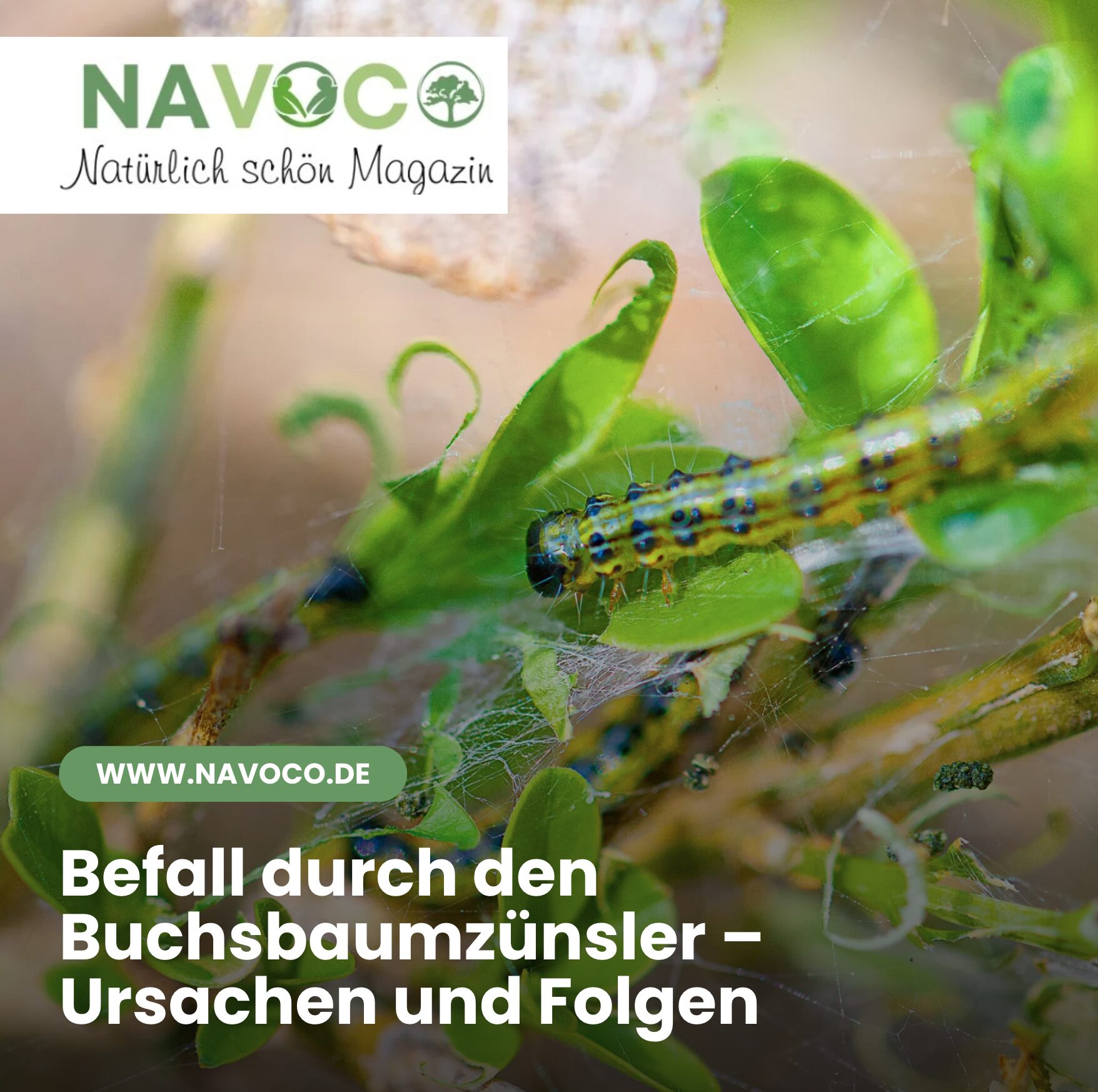 Befall durch den Buchsbaumzünsler – Ursachen und Folgen