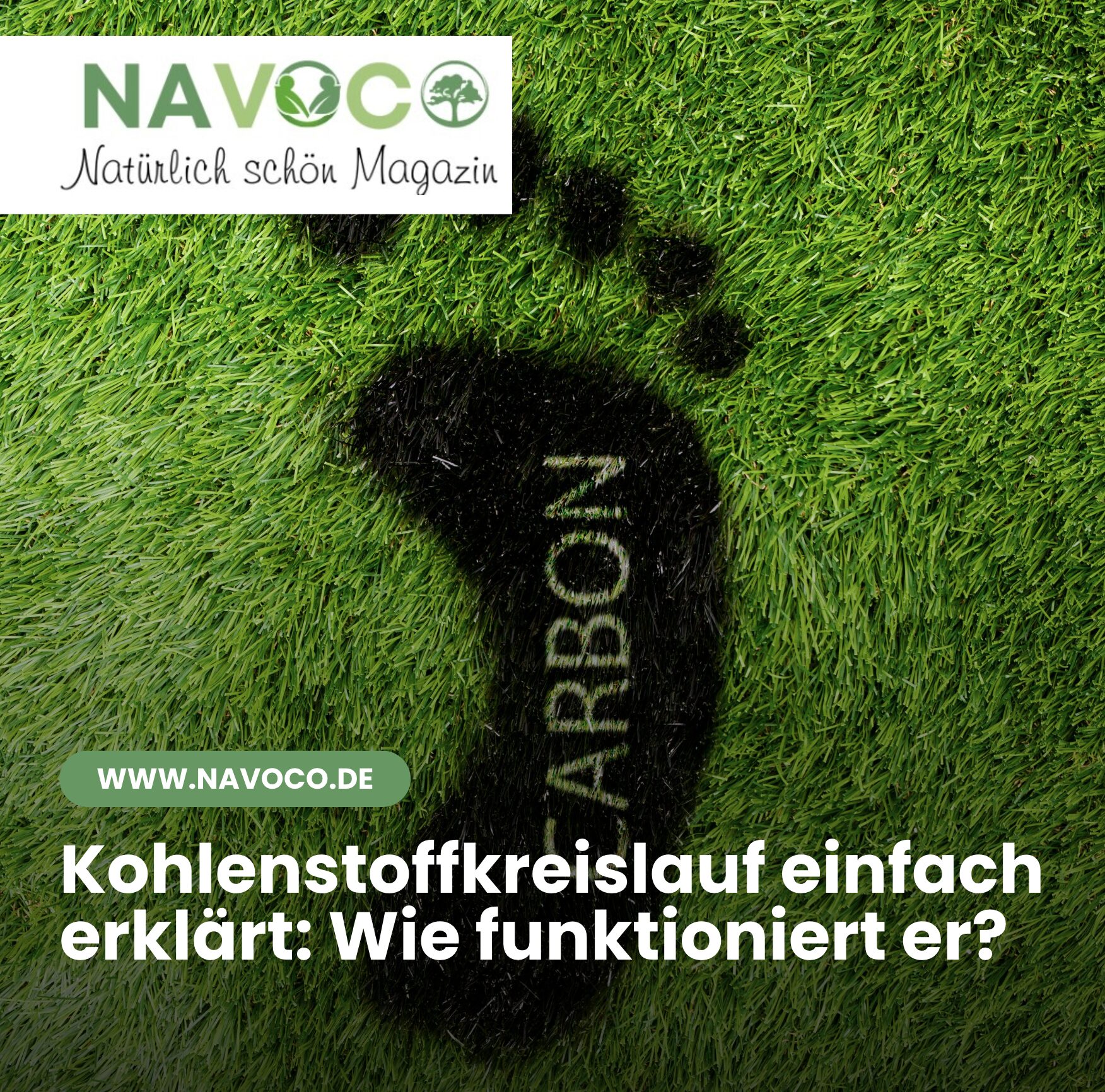 Kohlenstoffkreislauf einfach erklärt: Wie funktioniert er?
