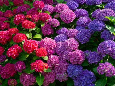 Gartenideen um Hortensien und Gräser zu kombinieren: So wird Ihr Beet zum Blickfang