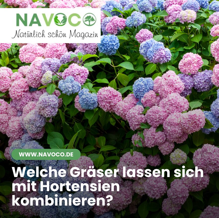 Welche Gräser lassen sich mit Hortensien kombinieren?