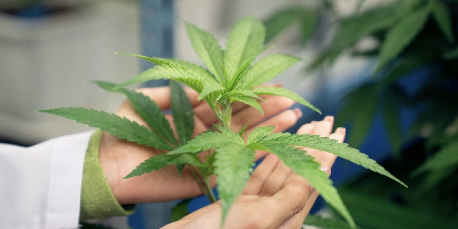 Medizinisches Cannabis