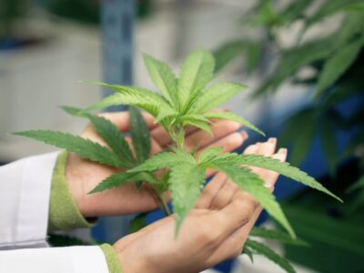 Medizinisches Cannabis