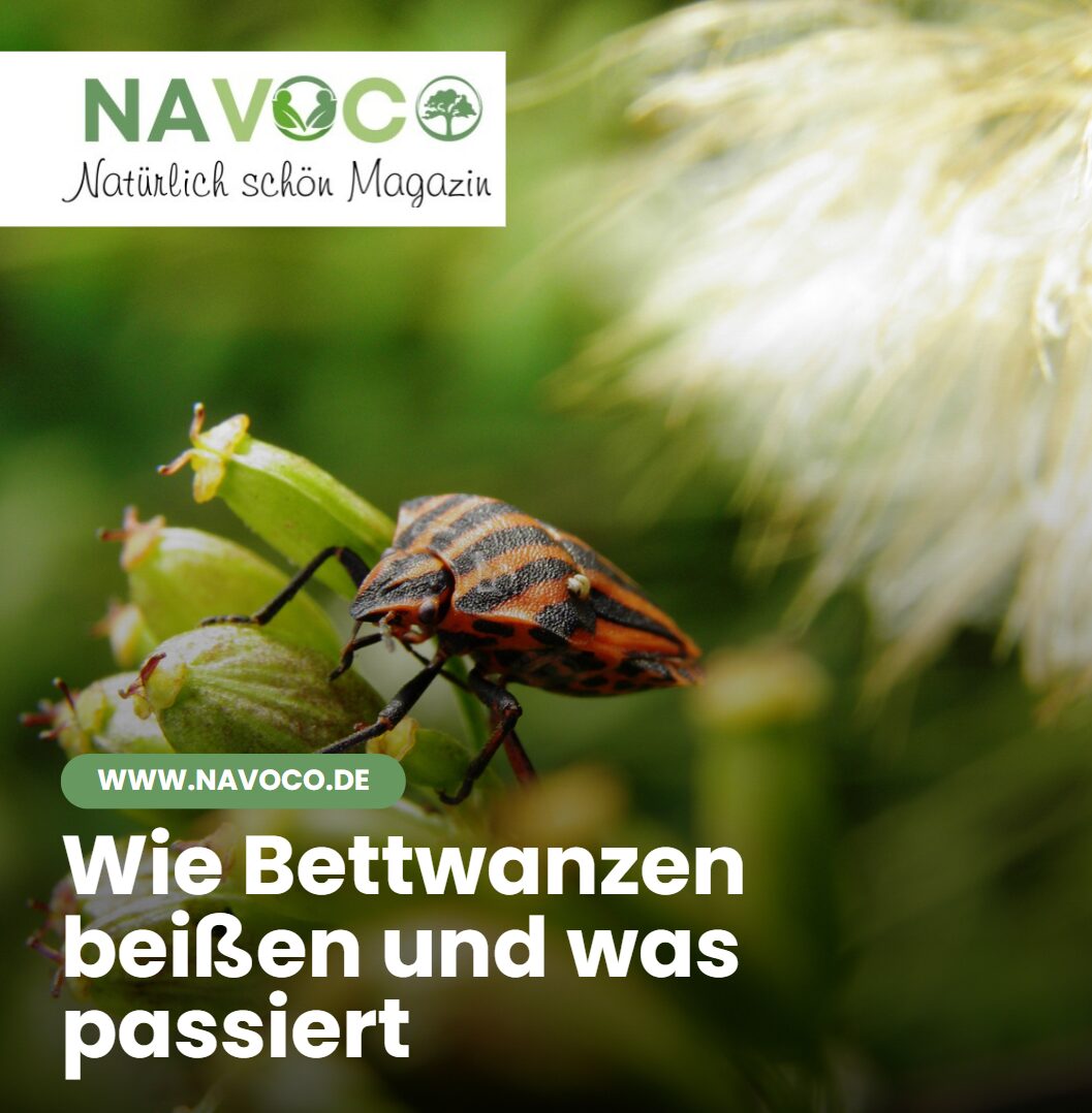 Wie Bettwanzen beißen und was passiert