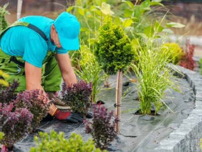Glanzmispel düngen mit Kaffeesatz nachhaltige Pflege für kräftige Pflanzen