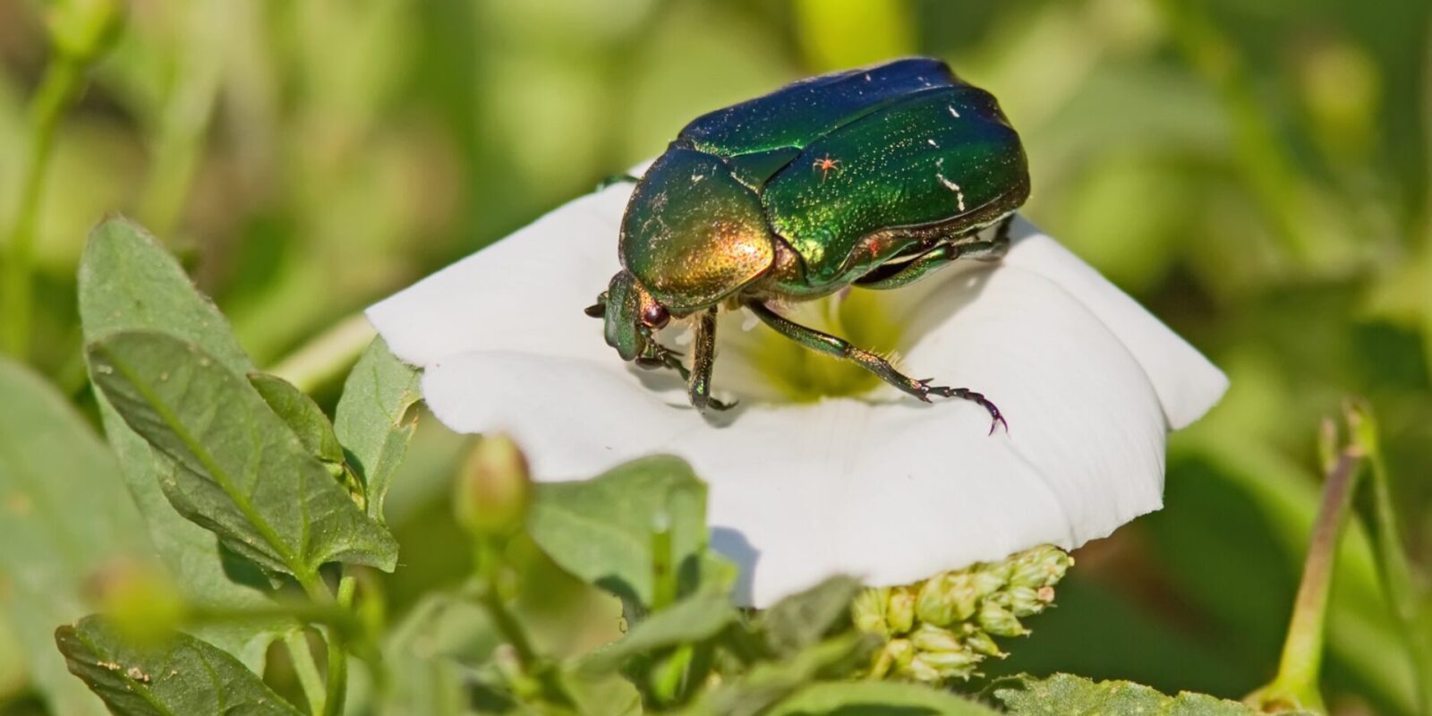 Junikäfer Lebensdauer Spannende Fakten über die kleinen Sommergäste