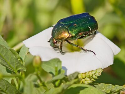 Junikäfer Lebensdauer Spannende Fakten über die kleinen Sommergäste