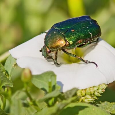 Junikäfer Lebensdauer Spannende Fakten über die kleinen Sommergäste