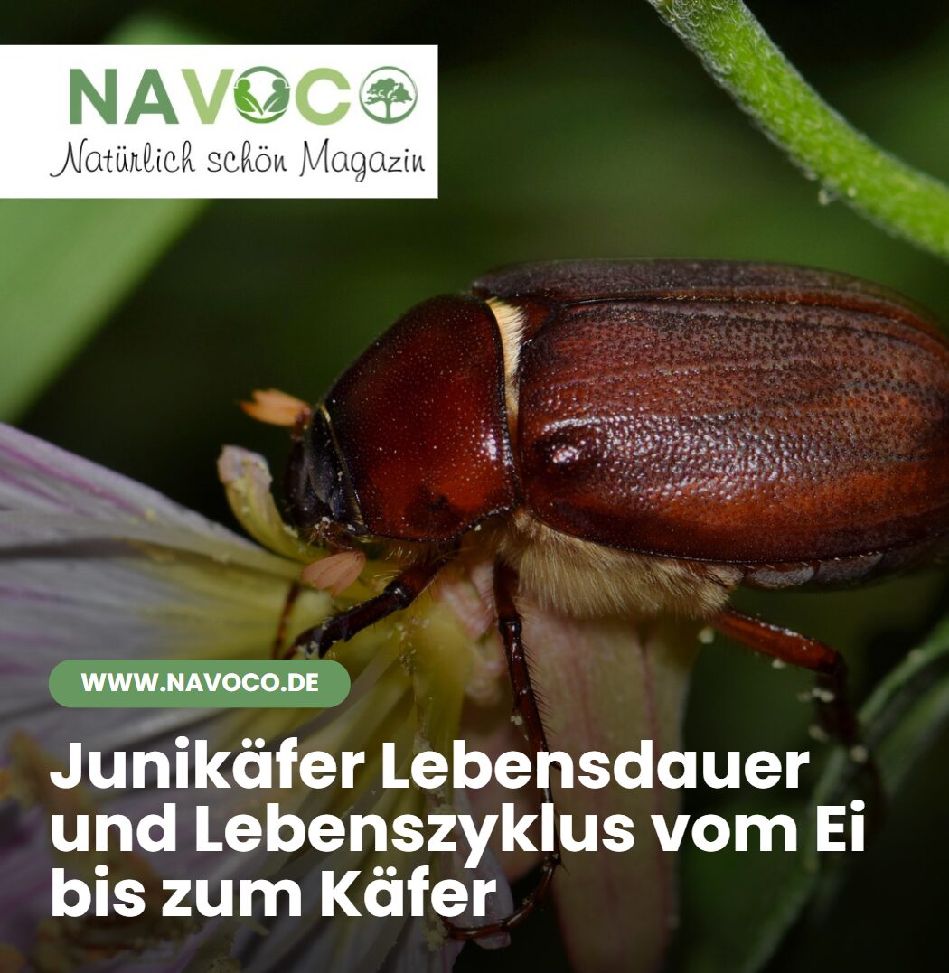 Junikäfer Lebensdauer und Lebenszyklus vom Ei bis zum Käfer