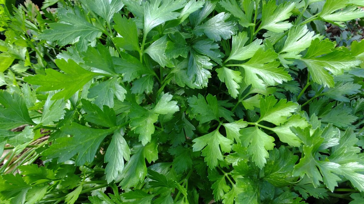 Liebstöckel mit Kaffeesatz düngen so wächst dein Maggikraut kräftig und aromatisch