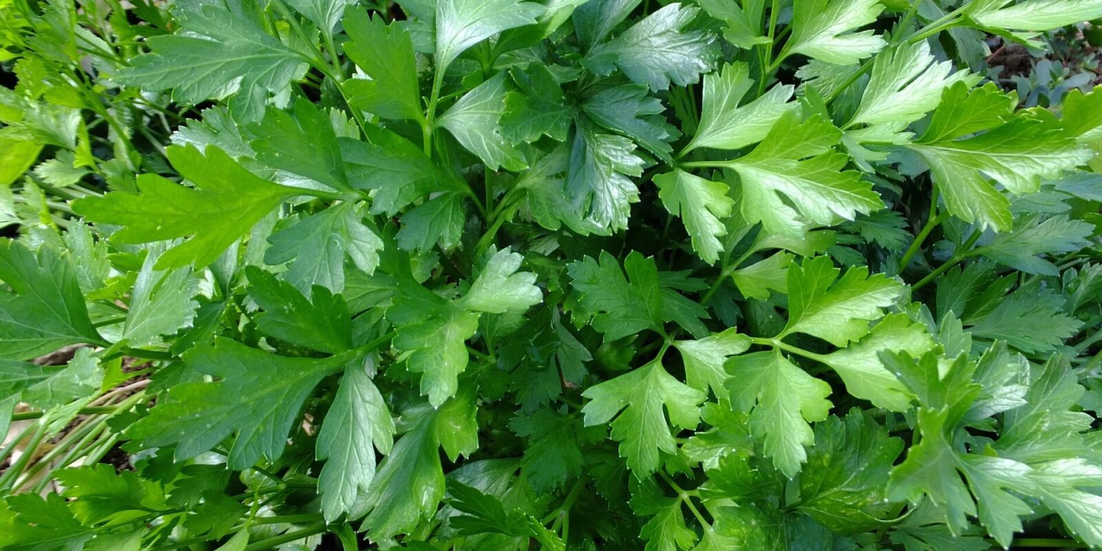 Liebstöckel mit Kaffeesatz düngen so wächst dein Maggikraut kräftig und aromatisch