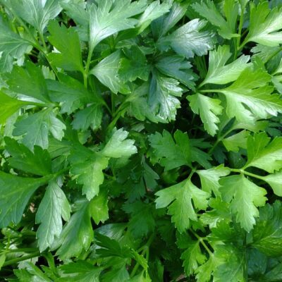 Liebstöckel mit Kaffeesatz düngen so wächst dein Maggikraut kräftig und aromatisch