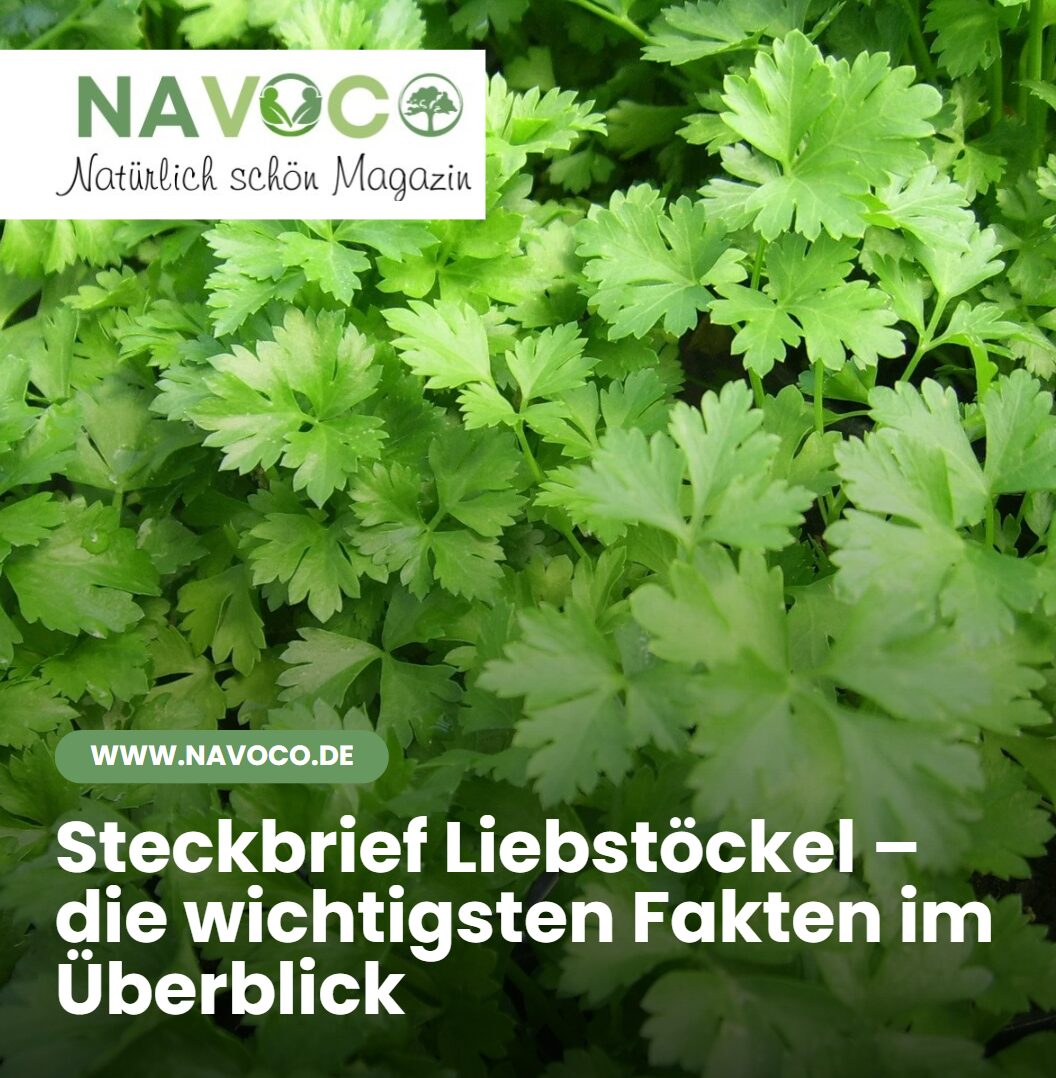 Steckbrief Liebstöckel – die wichtigsten Fakten im Überblick
