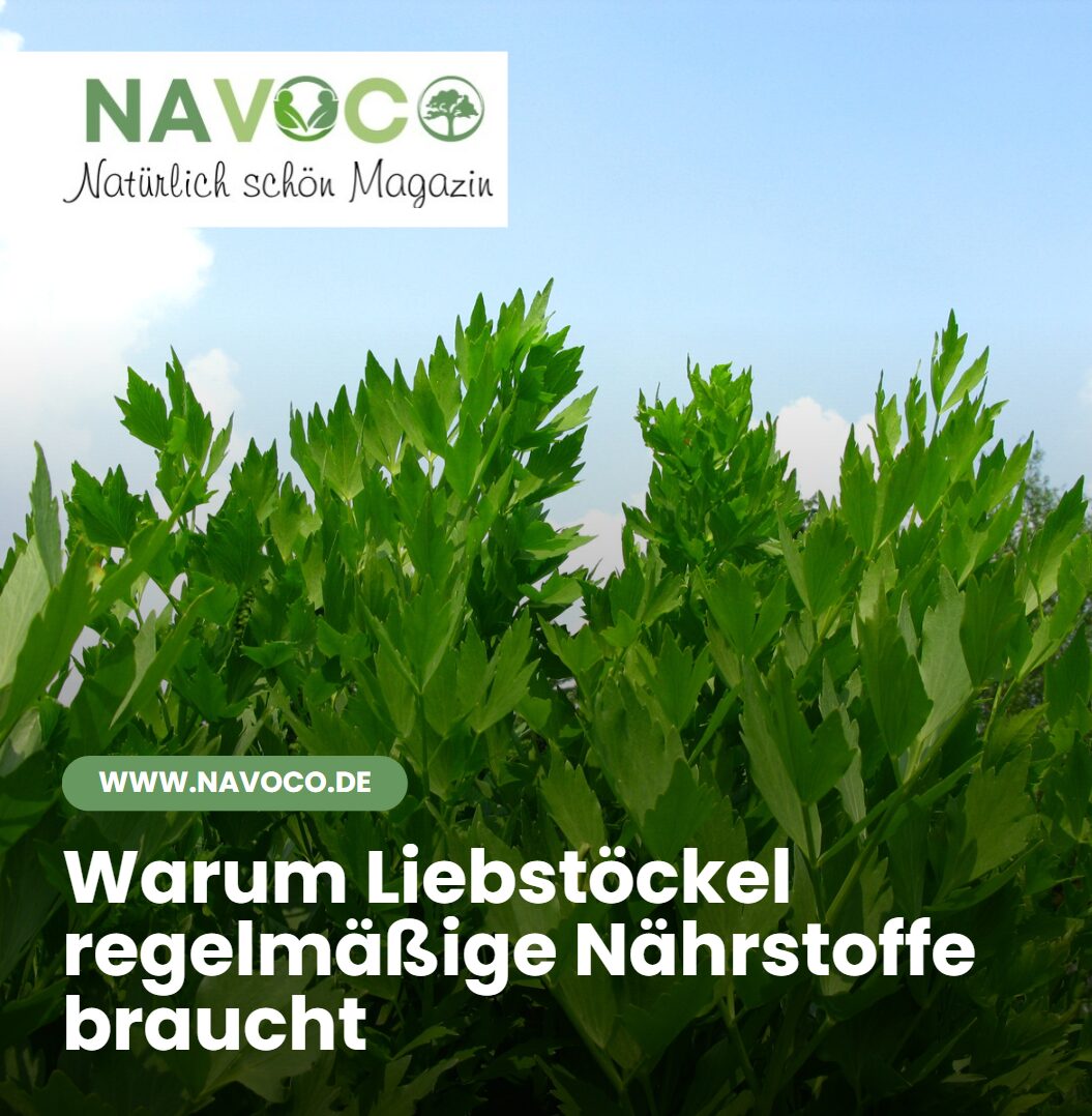 Warum Liebstöckel regelmäßige Nährstoffe braucht