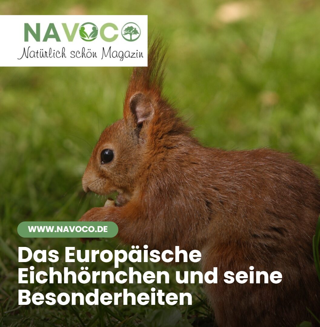 Das Europäische Eichhörnchen und seine Besonderheiten Das Europäische Eichhörnchen und seine BesonderheitenDas Europäische Eichhörnchen und seine Besonderheiten
