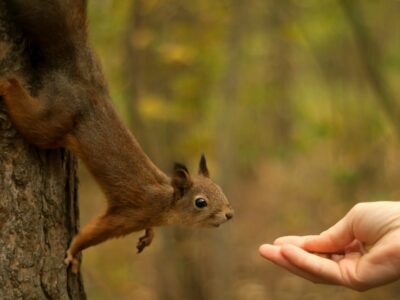 Eichhörnchen gefährlich für Menschen Ein Blick auf die Fakten über die Wildtiere