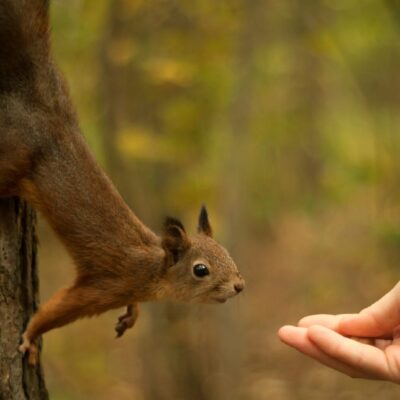 Eichhörnchen gefährlich für Menschen Ein Blick auf die Fakten über die Wildtiere