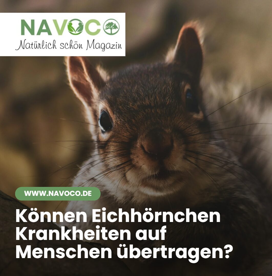 Können Eichhörnchen Krankheiten auf Menschen übertragen Können Eichhörnchen Krankheiten auf Menschen übertragen