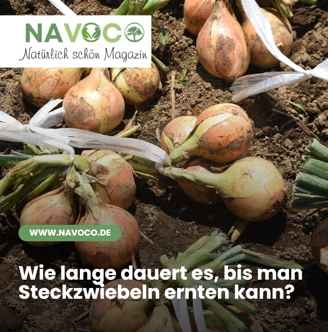 Wie lange dauert es, bis man Steckzwiebeln ernten kann Wie lange dauert es, bis man Steckzwiebeln ernten kann