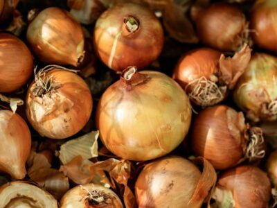 Wie viele Zwiebeln kommen aus einer Steckzwiebel Zwiebeln steckenWie viele Zwiebeln kommen aus einer Steckzwiebel Zwiebeln stecken