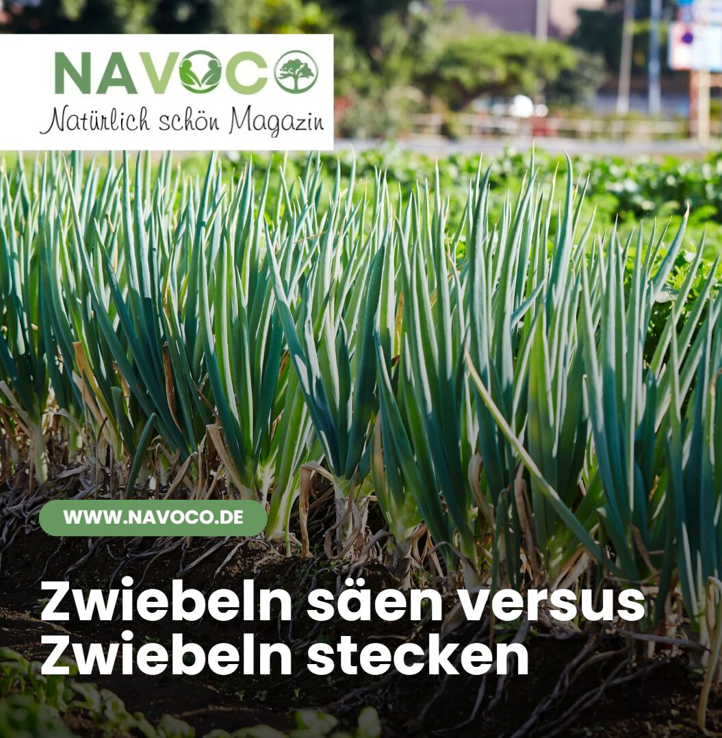 Zwiebeln säen versus Zwiebeln stecken Zwiebeln säen versus Zwiebeln stecken