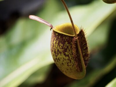 Größte Kannenpflanze der Welt