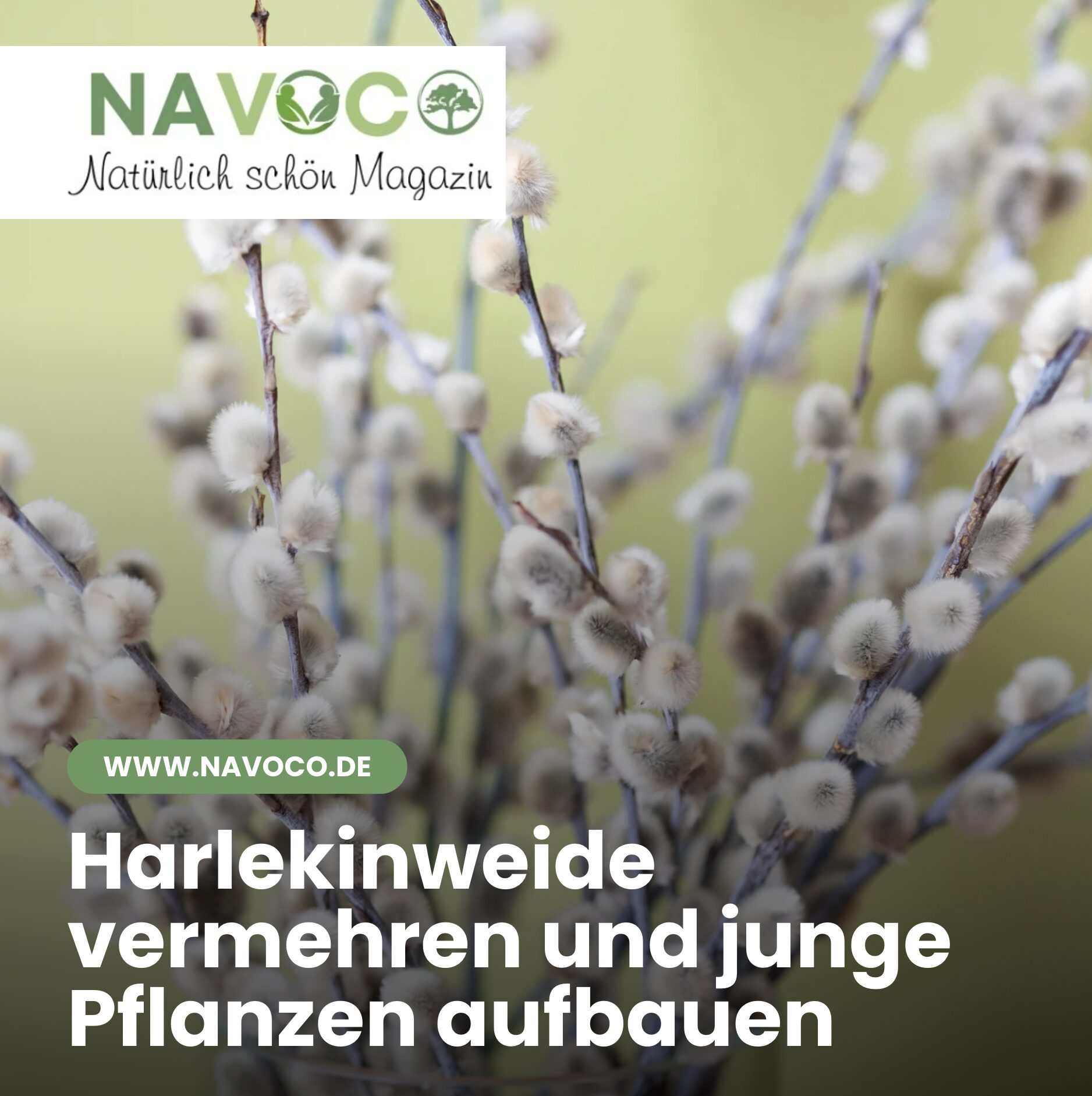 Harlekinweide vermehren und junge Pflanzen aufbauen Harlekinweide vermehren und junge Pflanzen aufbauen