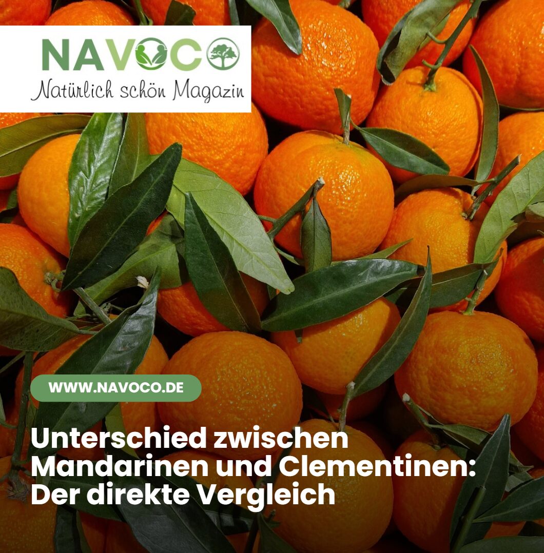 Unterschied zwischen Mandarinen und Clementinen Der direkte Vergleich Unterschied zwischen Mandarinen und Clementinen Der direkte Vergleich