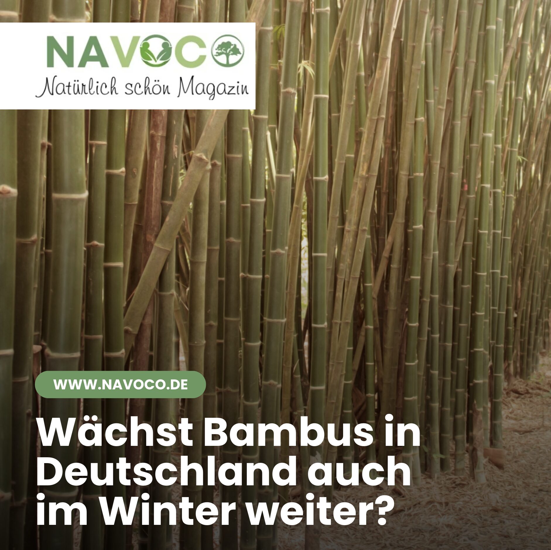 Wächst Bambus in Deutschland auch im Winter weiter? Wächst Bambus in Deutschland auch im Winter weiter?