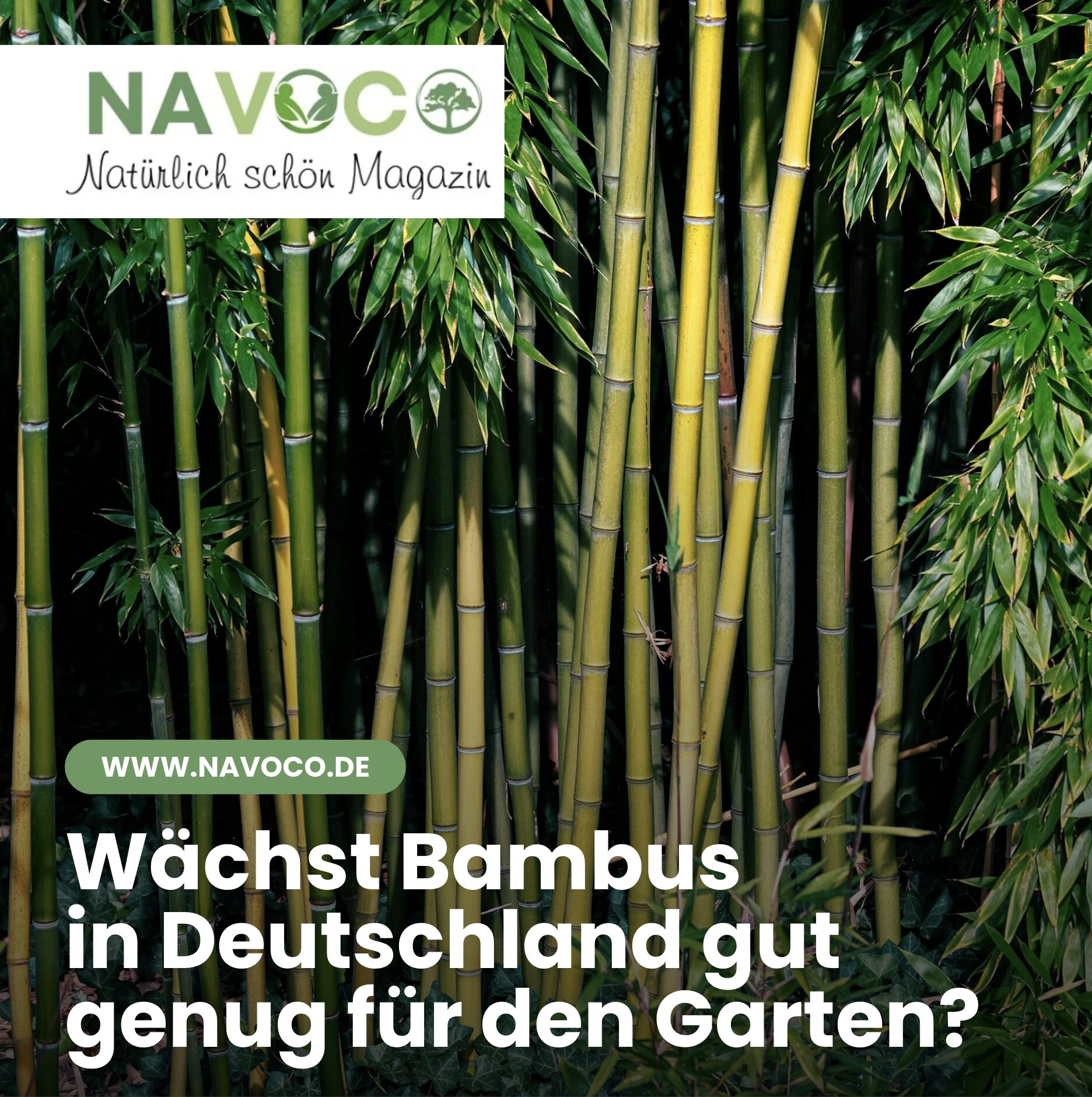 Wächst Bambus in Deutschland gut genug für den Garten? Wächst Bambus in Deutschland gut genug für den Garten?