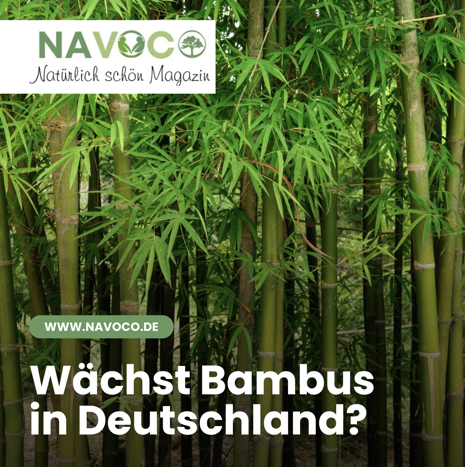 Wächst Bambus in Deutschland und was macht ihn so besonders? Wächst Bambus in Deutschland und was macht ihn so besonders?