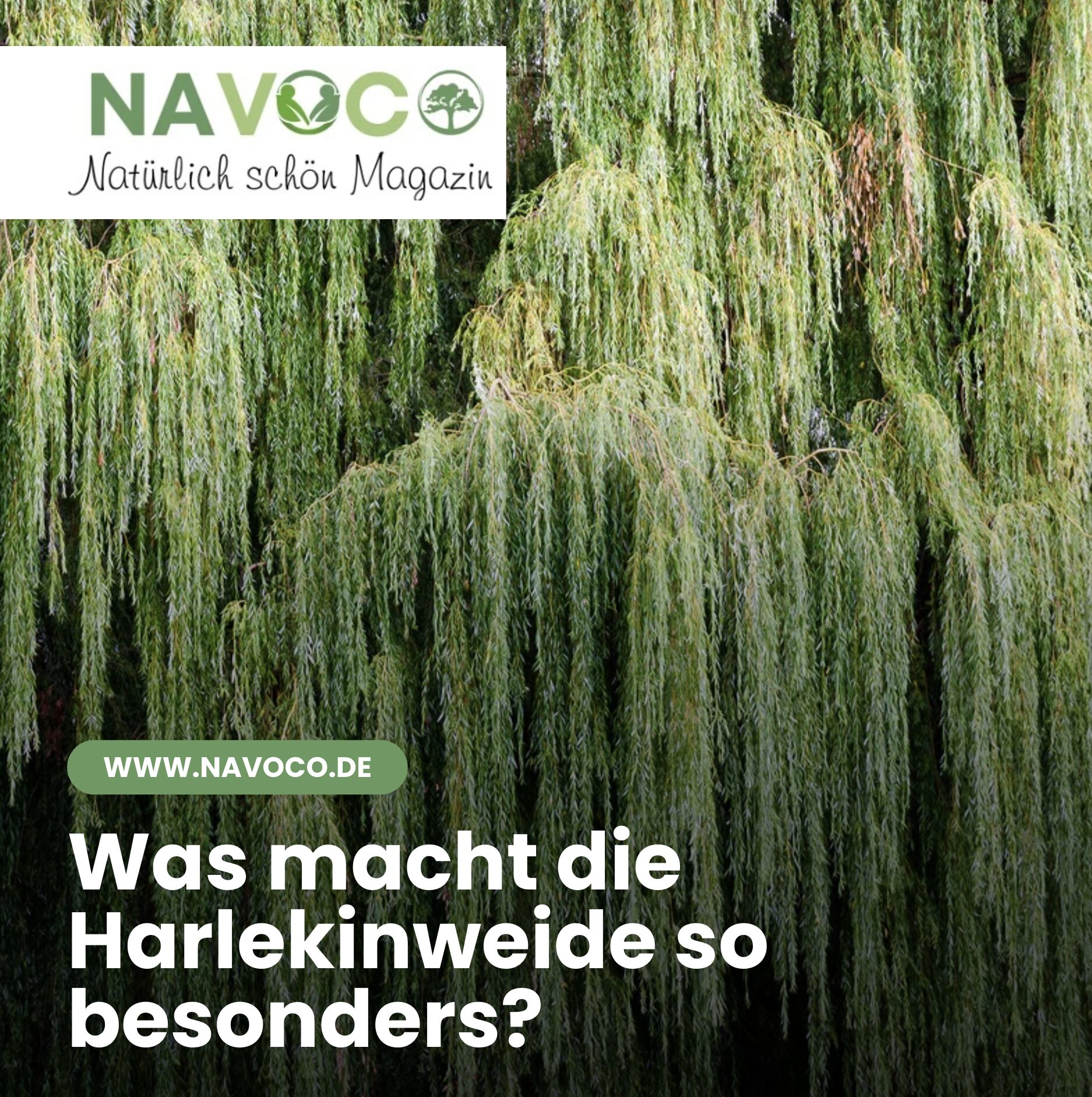 Was macht die Harlekinweide so besonders? Was macht die Harlekinweide so besonders?