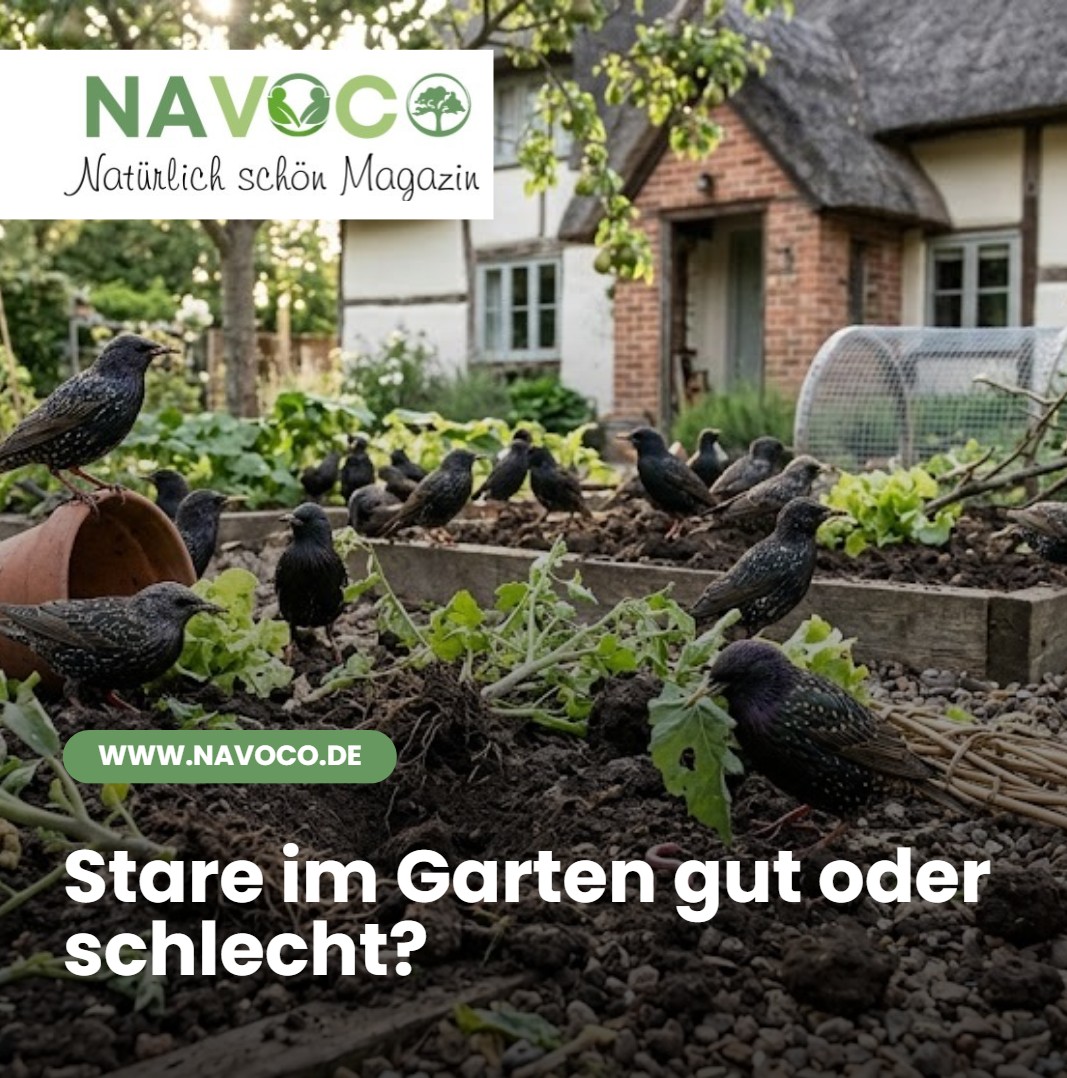 Stare im Garten gut oder schlecht Nützliche Helfer oder ungebetene Gäste Stare im Garten gut oder schlecht Nützliche Helfer oder ungebetene Gäste