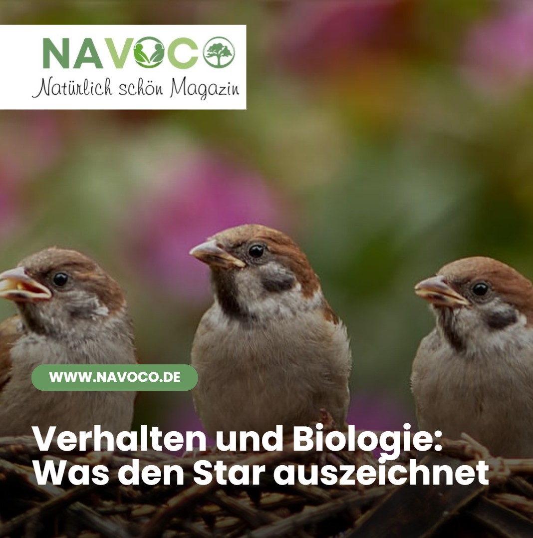 Verhalten und Biologie Was den Star auszeichnet Verhalten und Biologie Was den Star auszeichnet