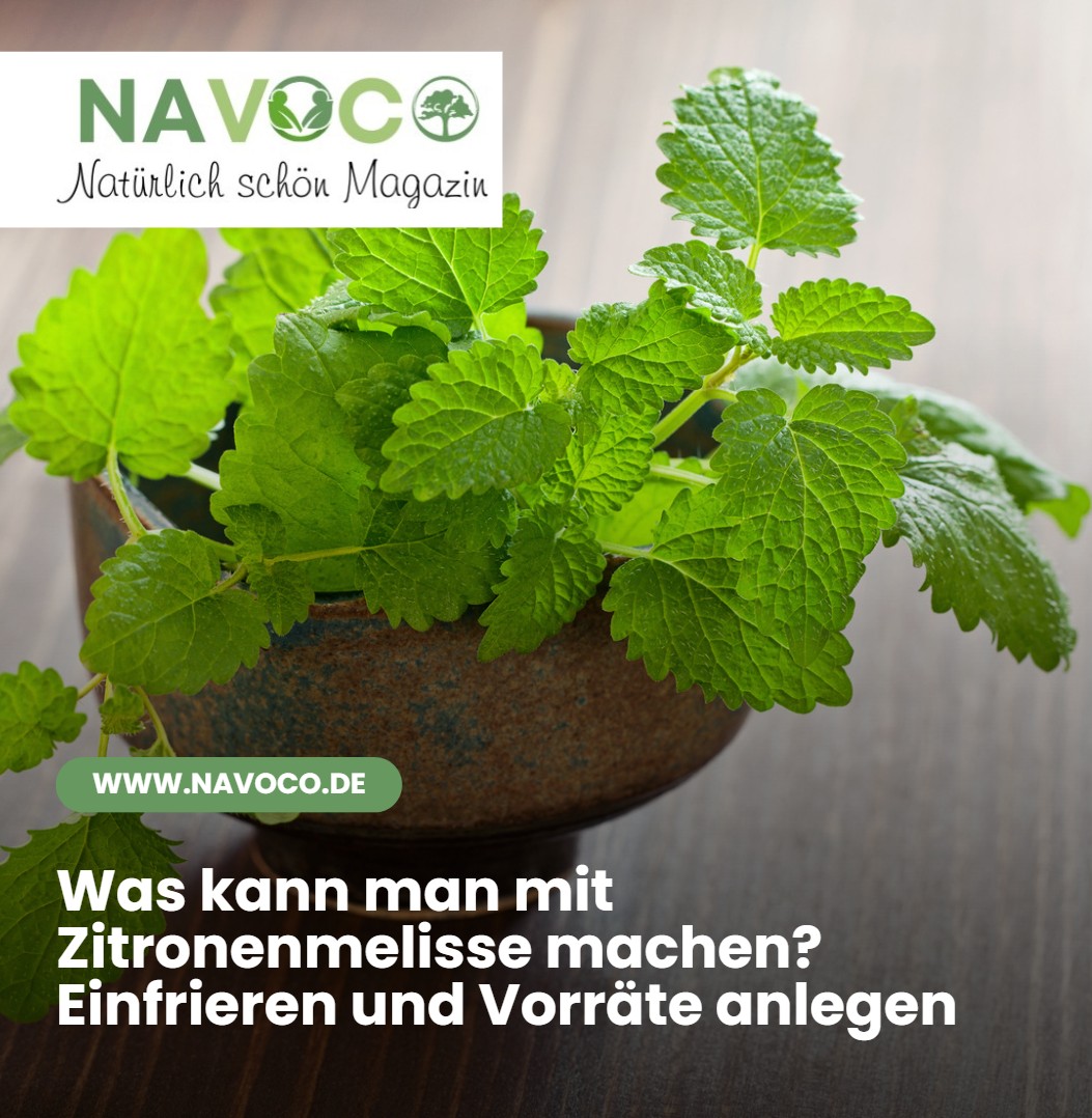 Was kann man mit Zitronenmelisse machen Einfrieren und Vorräte anlegen Was kann man mit Zitronenmelisse machen Einfrieren und Vorräte anlegen