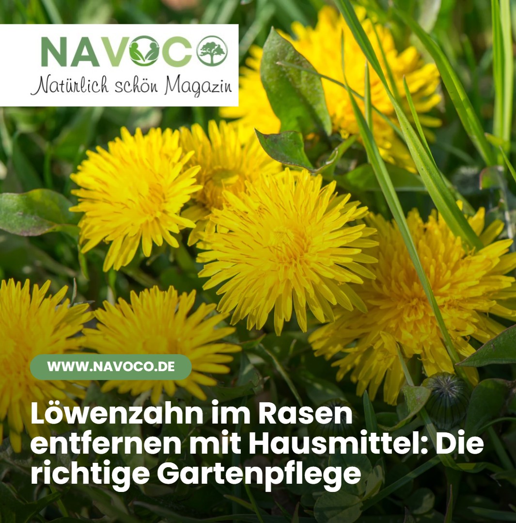 Löwenzahn im Rasen entfernen mit Hausmittel Die richtige Gartenpflege Löwenzahn im Rasen entfernen mit Hausmittel Die richtige Gartenpflege
