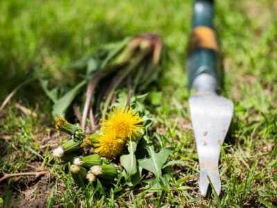 Löwenzahn im Rasen entfernen mit Hausmittel Natürliche Tricks mit starker Wirkung