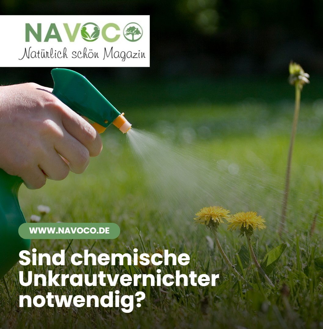 Löwenzahn im Rasen entfernen mit Hausmittel Sind chemische Unkrautvernichter notwendig Löwenzahn im Rasen entfernen mit Hausmittel Sind chemische Unkrautvernichter notwendig