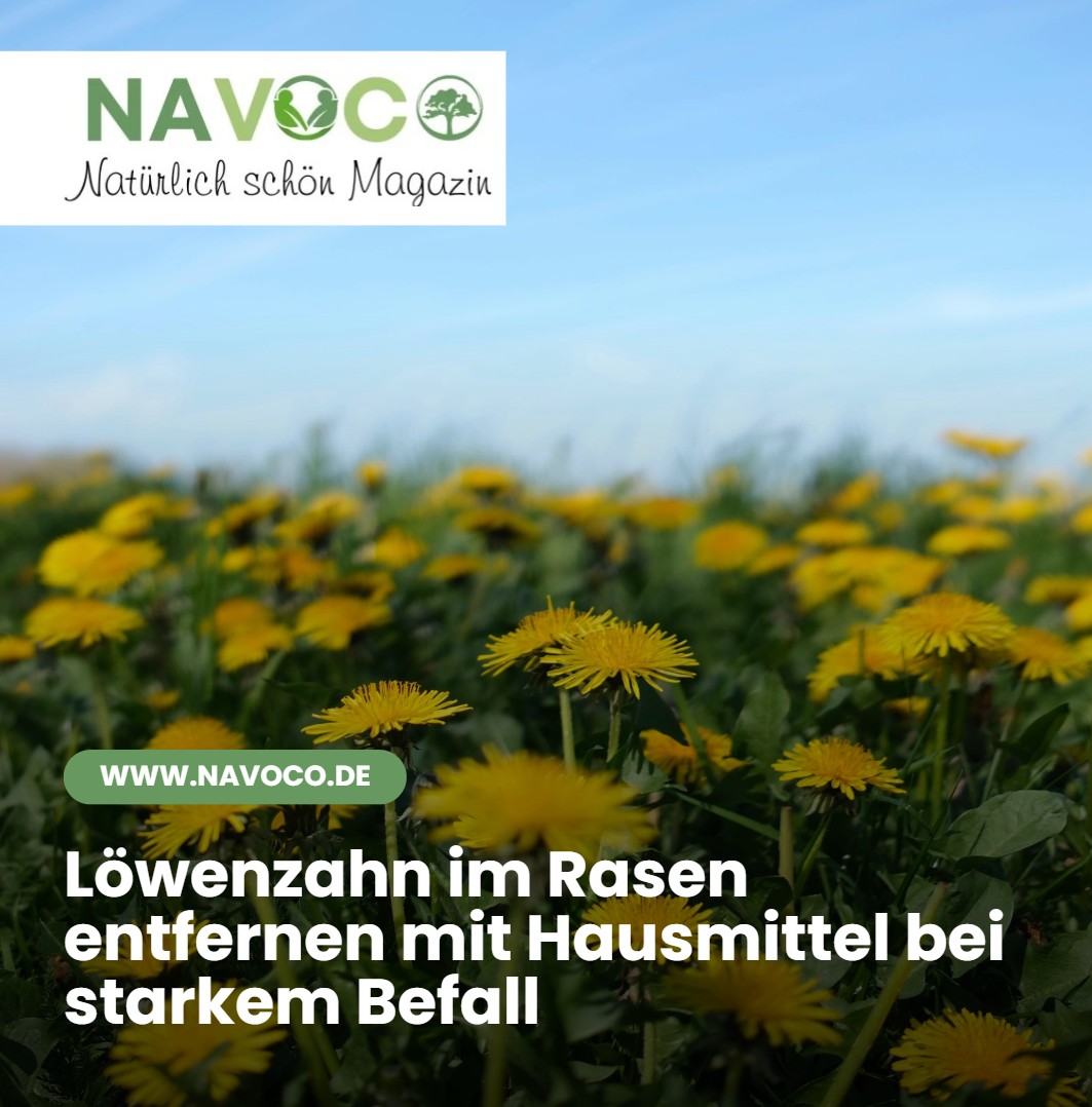 Löwenzahn im Rasen entfernen mit Hausmittel bei starkem Befall Löwenzahn im Rasen entfernen mit Hausmittel bei starkem Befall