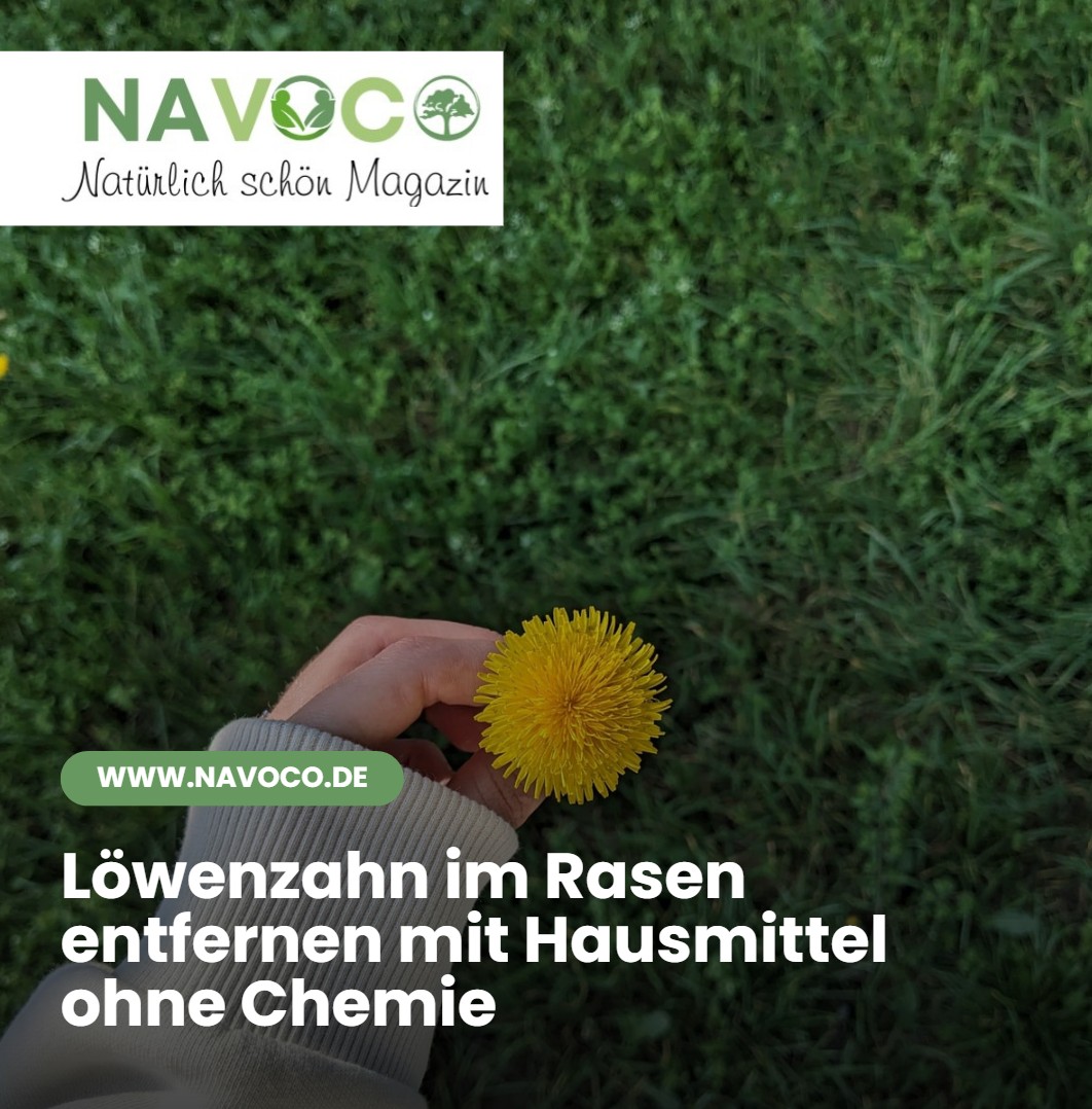 Löwenzahn im Rasen entfernen mit Hausmittel ohne Chemie Löwenzahn im Rasen entfernen mit Hausmittel ohne Chemie