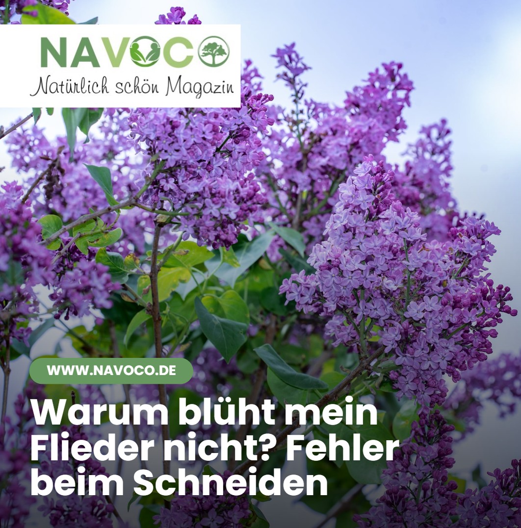 Warum blüht mein Flieder nicht Fehler beim Schneiden Warum blüht mein Flieder nicht Fehler beim Schneiden