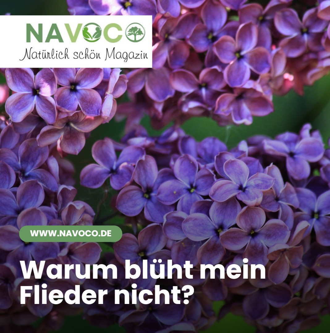 Warum blüht mein Flieder nicht Häufige Ursachen erkennen Warum blüht mein Flieder nicht Häufige Ursachen erkennen