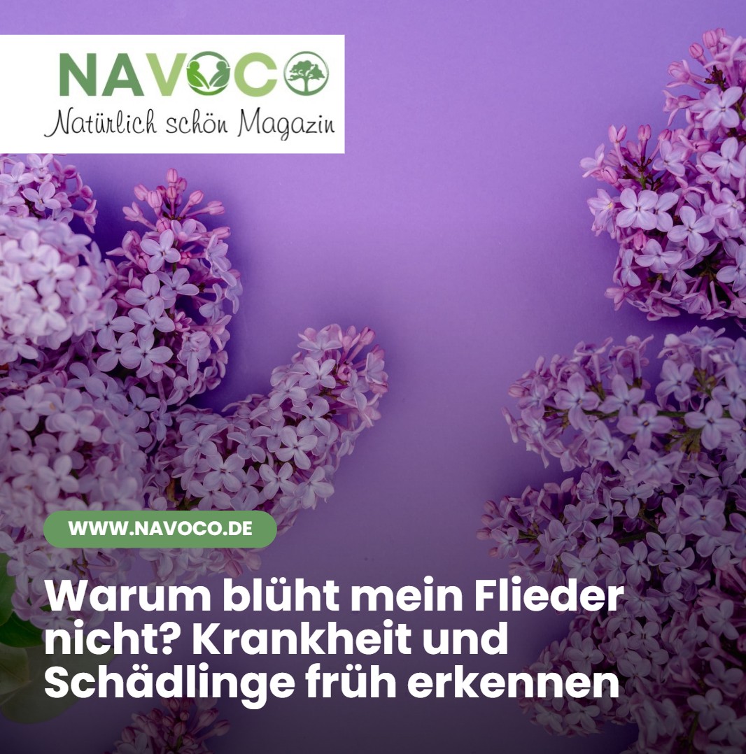 Warum blüht mein Flieder nicht Krankheit und Schädlinge früh erkennen Warum blüht mein Flieder nicht Krankheit und Schädlinge früh erkennen