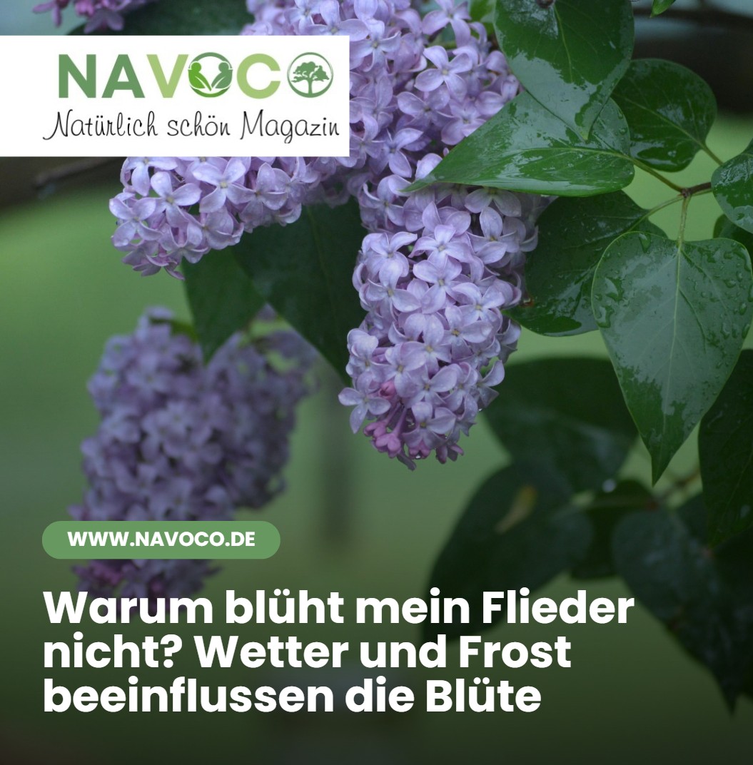 Warum blüht mein Flieder nicht Wetter und Frost beeinflussen die Blüte Warum blüht mein Flieder nicht Wetter und Frost beeinflussen die Blüte