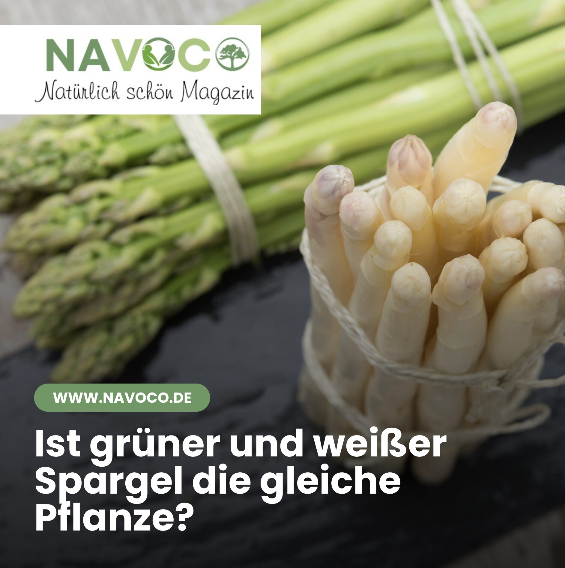 Ist grüner und weißer Spargel die gleiche Pflanze? Ist grüner und weißer Spargel die gleiche Pflanze?